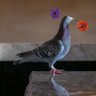 Angry Bird Flies 💙's profile picture