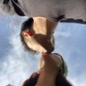 strangelove's profile picture
