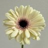 Profilbild von gardenia