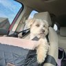 Teddy Terrier's profile picture