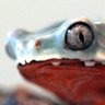 arctoadus 的头像