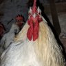 The Chickens 的头像
