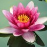 Flordeloto. profil fotoğrafı