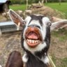 JCGoat 的头像