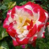rose profil fotoğrafı