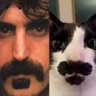Catastrosaurus Hex's profile picture