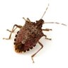 Фото профиля stinkbug 🪲🪲🪲🪲 im on the other app!