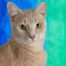 Фото профиля Charlie Cat