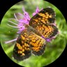 breathe's profile picture
