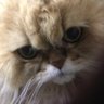 Wild.ca.t's profile picture