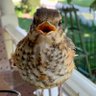 Mr. Bird 的头像