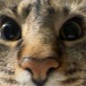 Andrew🐀's profile picture