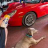Hillbilly Porsche Guy 的头像