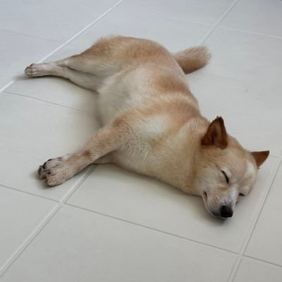 내동생 누룽지's profile picture