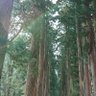 りんご 的头像
