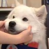 Profilbild von 1% Anna✨🐾🧸รอยสักของพี่พาเวล