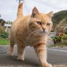 流浪的猫 的头像