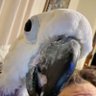 Фото профиля Parrot