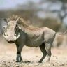 Kasongo profil fotoğrafı