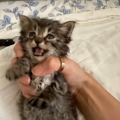 RoamingScribe's profile picture