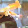 桃色おヌヌン profil fotoğrafı