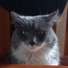 Profilbild von Sheik Ali Gato