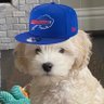Profilbild von Maxwell 🦬🚀🇱🇦