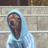 Skepticaldog profil fotoğrafı