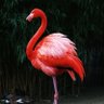 Suzi profil fotoğrafı