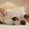 吉's profile picture