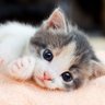 Profilbild von ねこねる