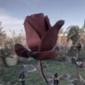 Profilbild von Rose