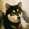 Joseph Jen's profile picture