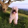 Wava Olp profil fotoğrafı