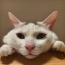哎哟不错哟's profile picture