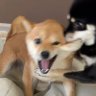 Dogs Hall of Fame's profile picture