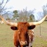 Oilfield Longhorn 的头像