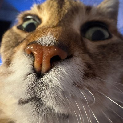 CS2Max's profile picture