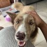 Chango's profile picture