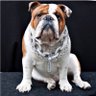 Profilbild von Kaptain Grumpalo