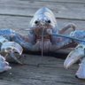 rock lobsta 的头像