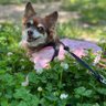 Фото профиля 犬の気持ち