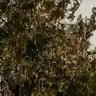 Фото профиля tree