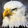 K Animal lover's profile picture