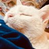 ちよこ profil fotoğrafı