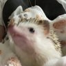 hannah ☆'s profile picture