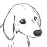 カシコ's profile picture