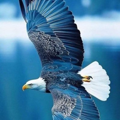 Mariner🦅's profile picture