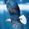 Mariner🦅 profil fotoğrafı