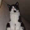 Tinka Bella's profile picture
